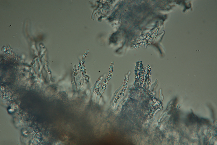 Una crosta da determinare-foto3355 (Hyphodermella corrugata)